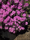Pjm Rhododendron